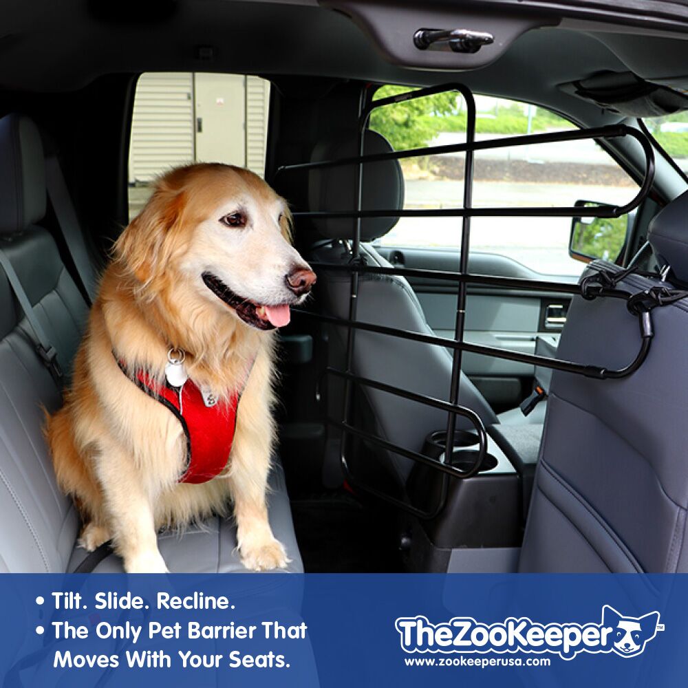 Dog secured in vehicle with barrier