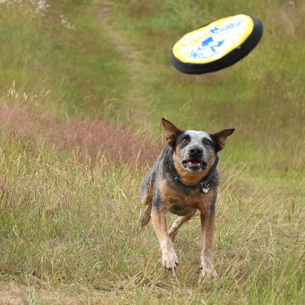 ZooBee Flying Disc Dog Toy. Fly. Float. Fetch.