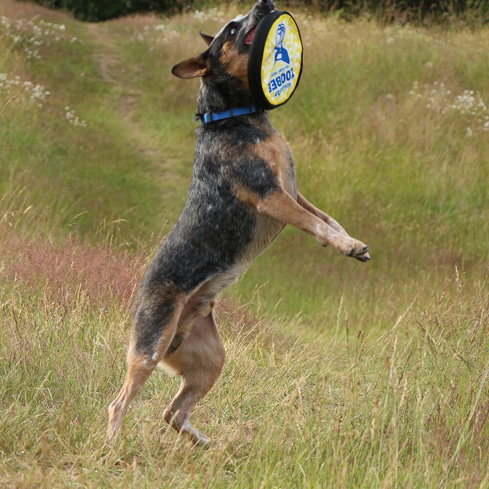 ZooBee Flying Disc Dog Toy. Fly. Float. Fetch.
